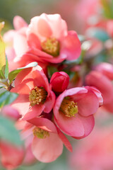 Makrofoto einer rosafarbenen Buschrose