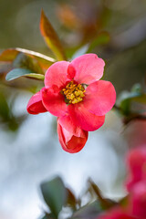 Fototapeta na wymiar Makrofoto einer rosafarbenen Buschrose