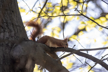 Sciurus Vulgaris Parco di Monza
