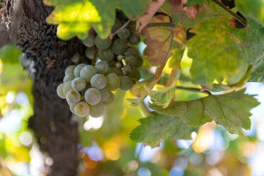 UVAS EN LA PARRA