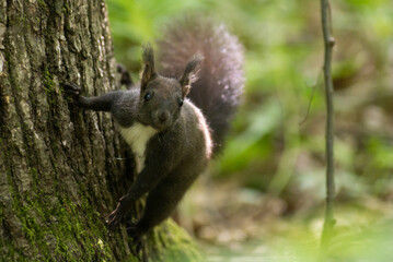 sciurus meridionalis