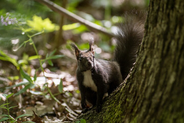 sciurus meridionalis parco di monza