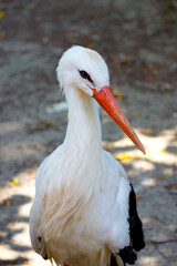 Wild white stork in the summer park