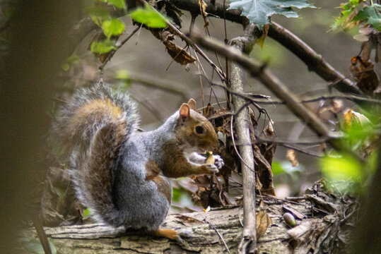 sciurus carolinensis sgranocchia