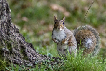 sciurus carolinensis all'erta parco di monza