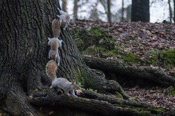 sciurus carolinensis accoppiamento