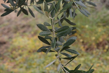 olive tree in the garden