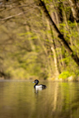 Ebenerdiger Blick auf Enten am Wasser