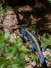 Blue tropical exotic lizard in a colombian beach in san andres	