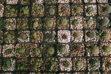 Cactus plant pot leaves background