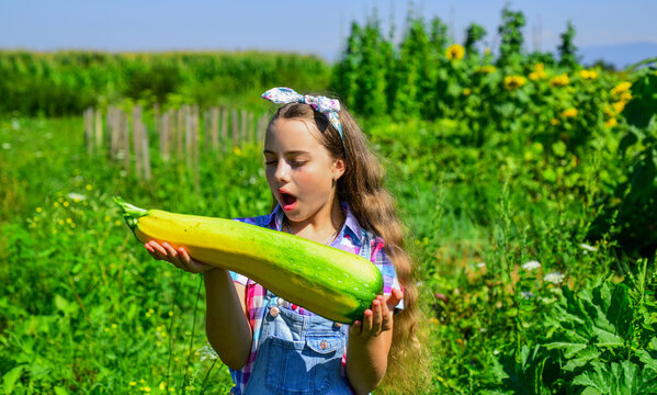 Little Girl Gardening Harvesting Big Vegetable Marrow, Fertilisers Concept