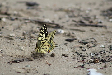 Fototapeta na wymiar Schmetterling im Sand