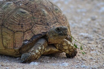 A Lonely Tortoise on the Road in Etosha National Park in Namibia