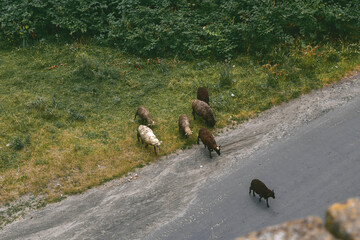 Mountain sheep graze and cross the road. From above