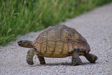 A Lonely Tortoise on the Road in Etosha National Park in Namibia