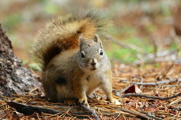 American red squirrel (Tamiasciurus hudsonicus), common squirrel in Alaska and Canada © Milan