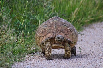 A Lonely Tortoise on the Road in Etosha National Park in Namibia