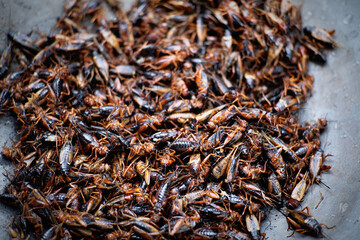 Salt-roasted crickets on the pan, local food of Thailand