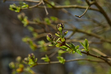 It's time for spring flowering in the forest.