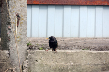 the rooks have arrived, the bird is on the tree