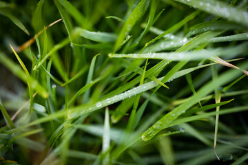 Fototapeta na wymiar Early morning grass stems with drops of dew on them