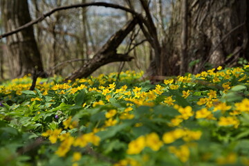 It's time for spring flowering in the forest.