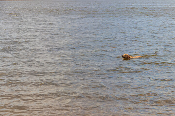 Cute labrador retriever puppy swimming in a river