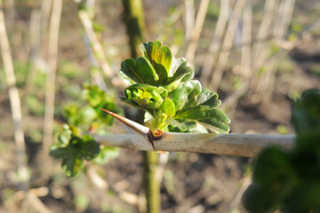the first leaves sprout on the trees