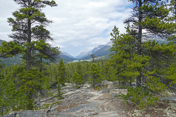 Boreal forest beautiful landscape with pine trees and Lindeman Lake, famous Chilkoot Trail, historic gold rush hiking route between Alaska and British Columbia, Canada