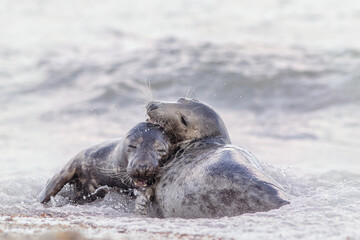 Best friends forever. Pair of grey seals hugging. Animal affection and friendship.