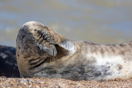 Headache. Funny animal meme image. Wild seal covering its eyes.