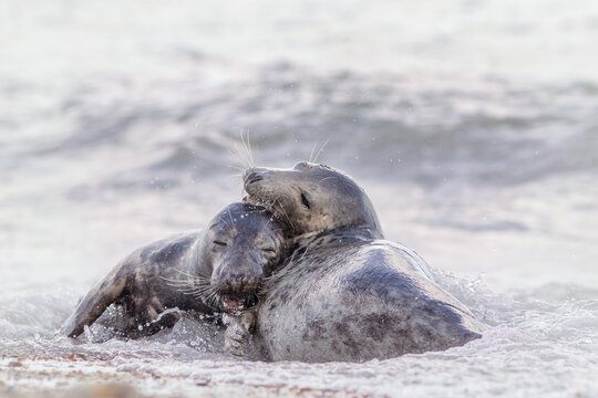 Best friends forever. Pair of grey seals hugging. Animal affection and friendship.