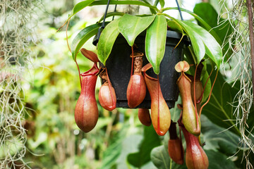 Nepenthes burkei tropical pitcher plant. They produce nectar in their leaves to catch insects.
