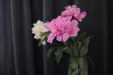 Flourished peonies in vase on dark grey background. Blooming flower gift