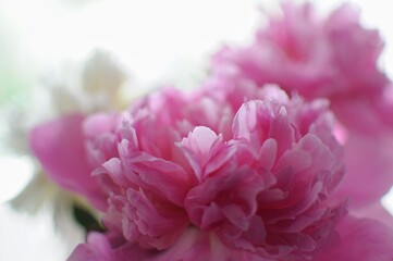 Close up of beautiful pink and white peonies on background. Blossom flowers