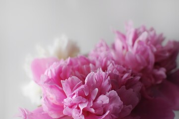 Macro of beautiful pink and white peonies bouquet. Blooming flowers postcard.