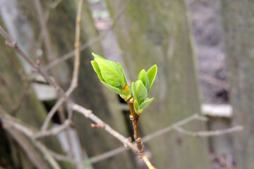 the first leaves sprout on the trees