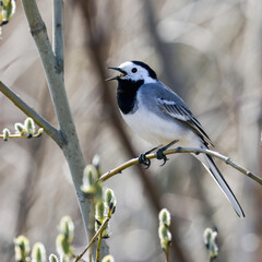 white wagtail