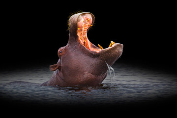 Hippopotamus (Hippopotamus amphibius) bull showing territorial behaviour by yawning against stylized dark background