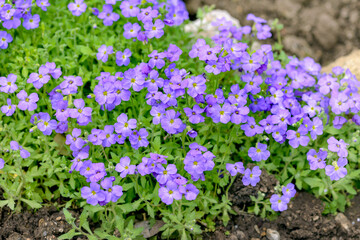 Naklejka premium purple bacopa flowers in garden