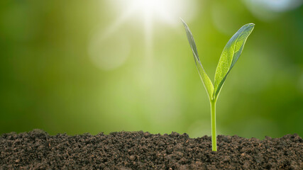 The seedlings grow from fertile soil and the morning sun shines. Ecology and ecological balance...