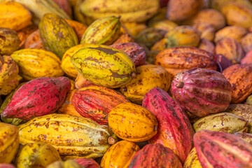 Farm landscape of colorful cacao fruit in photography