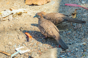 Pigeons doves eating from the ground with garbage Bangkok Thailand.