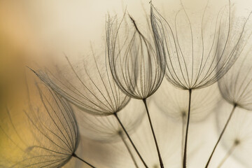 Abstract dandelion flower background. Seed macro closeup. Soft focus. Vintage style - 430163196