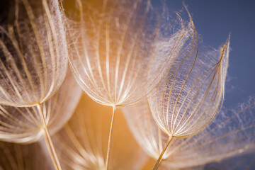 Abstract dandelion flower background. Seed macro closeup. Soft focus. Vintage style