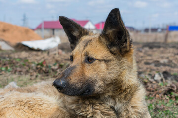 a stray dog ​​lies on the street, homeless with sad eyes