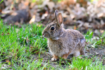 Naklejka na ściany i meble A cottontail rabbit (Sylvilagus) sitting in the grass in Kansas.