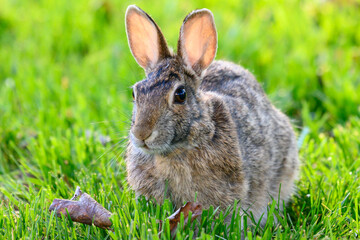 A cottontail rabbit (Sylvilagus) sitting in the grass in Kansas.