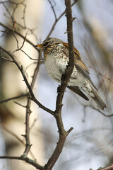 fieldfare
