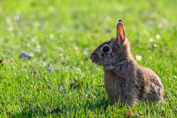 A cottontail rabbit (Sylvilagus) sitting in the grass in Kansas.